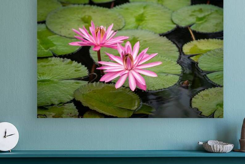 Pink Lilies  by Gregular Images