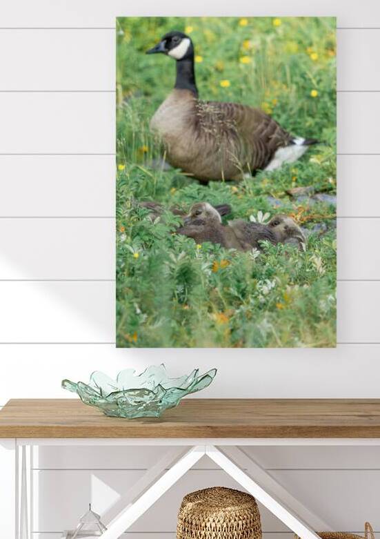 The Curious Gosling by Gregular Images