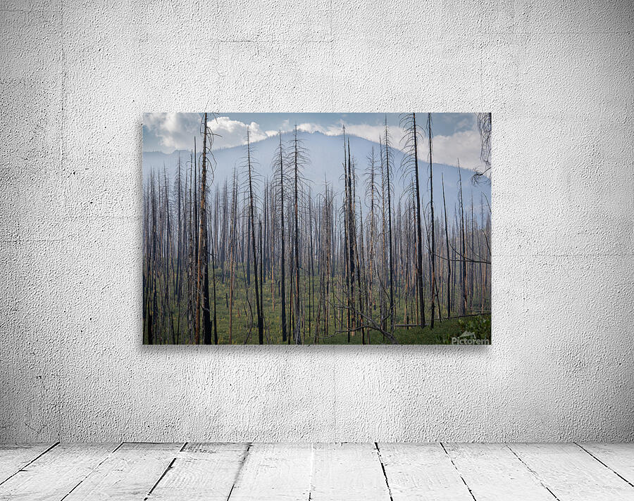 Regrowth  Wall Preview