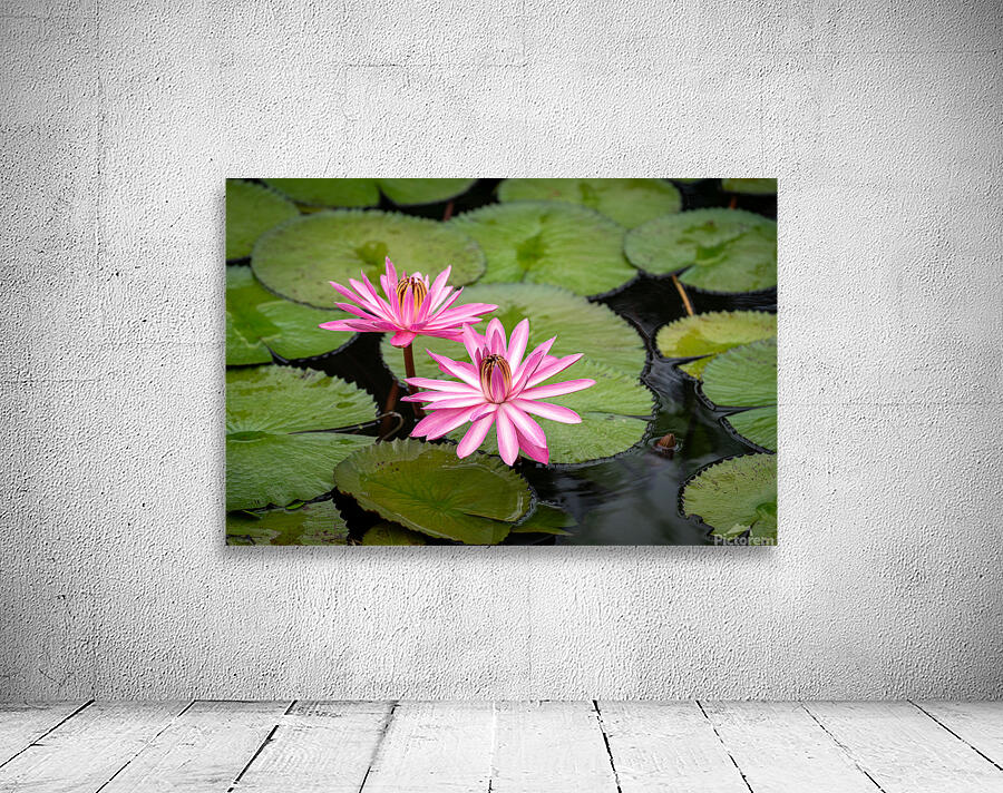 Pink Lilies  Wall Preview