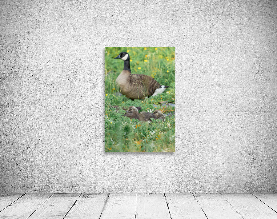 The Curious Gosling Wall Preview