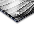 Abstract botanical pattern of tropical calathea leaf Acrylic print