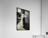 White peacock Acrylic Print