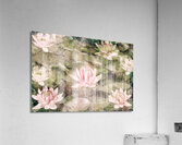 Water Lily Acrylic Print