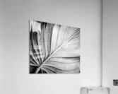 Abstract botanical pattern of tropical calathea leaf Acrylic Print