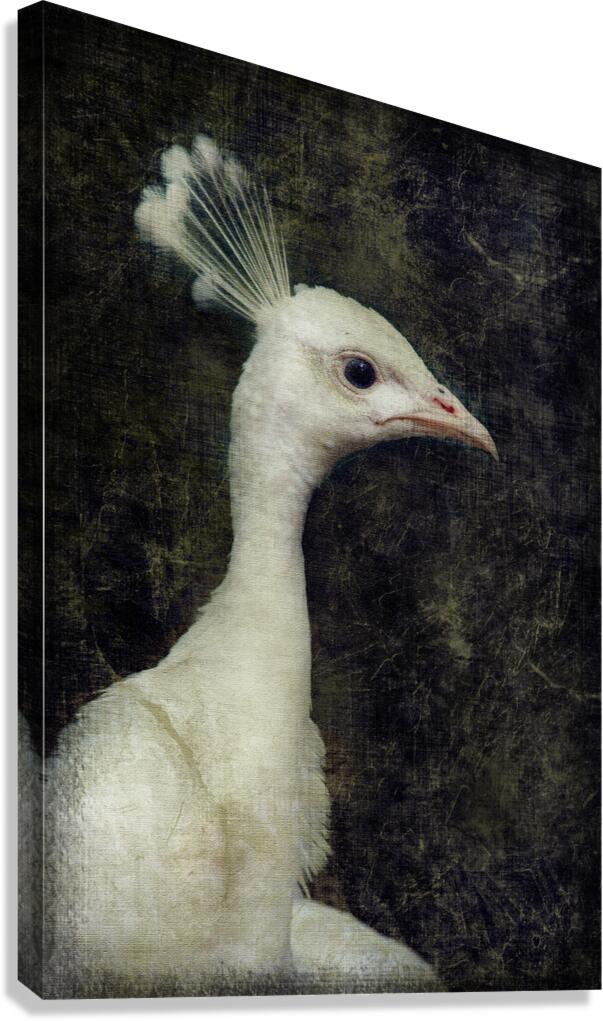 White peacock Canvas Print