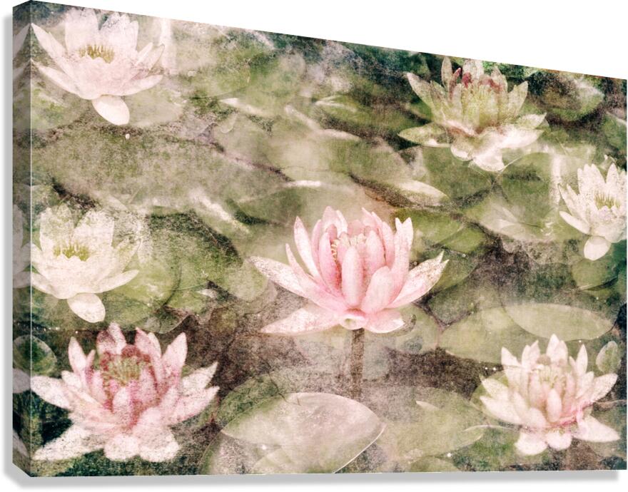 Water Lily Canvas Print
