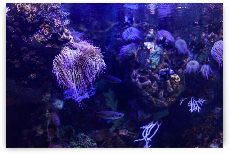 Blue and purple aquascape with sea anemone in the ocean. by Jelena Jovanovic Fine Art