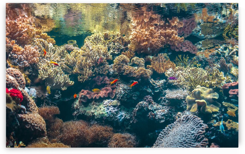Colorful sea anemone corals algae and colorful fishes under the sea water surface. by Jelena Jovanovic Fine Art