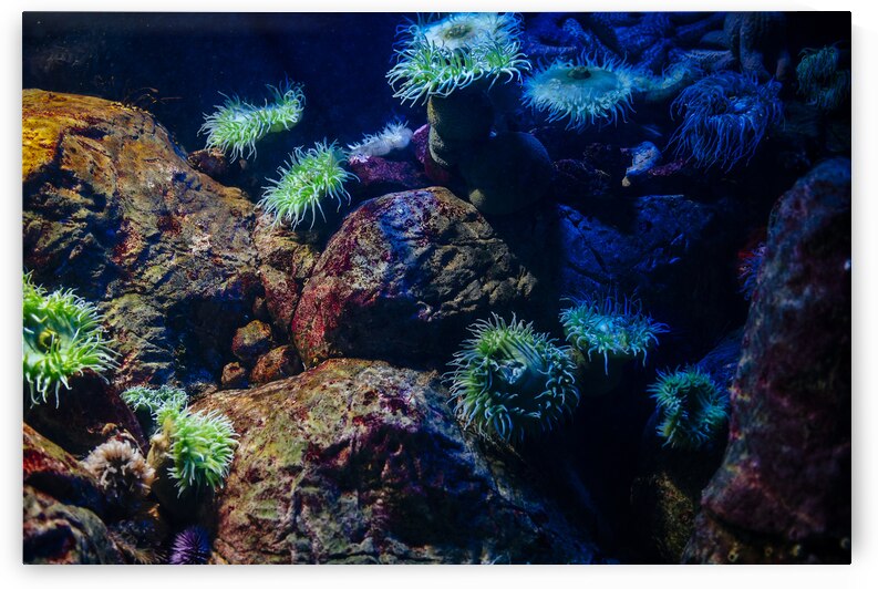 Aquascape with sea anemone in the Atlantic ocean. by Jelena Jovanovic Fine Art