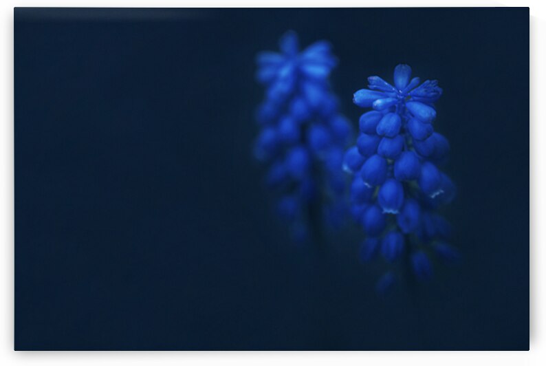 Minimalist dark closeup of blue muscari flower in garden. Grape hyacinth botany wall art by Jelena Jovanovic Fine Art
