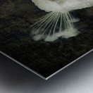 White peacock Metal print