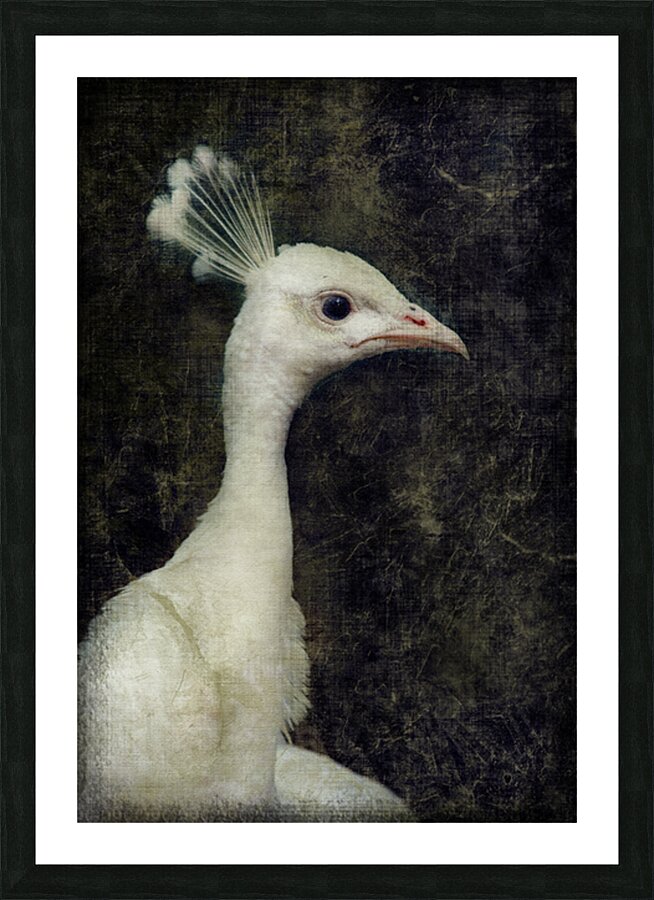 White peacock Picture Frame print