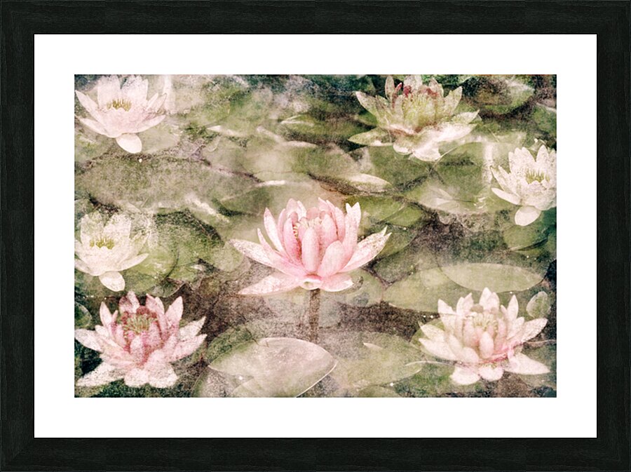 Water Lily Picture Frame print