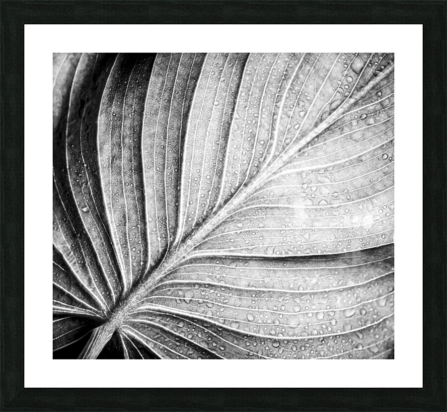 Abstract botanical pattern of tropical calathea leaf Picture Frame print