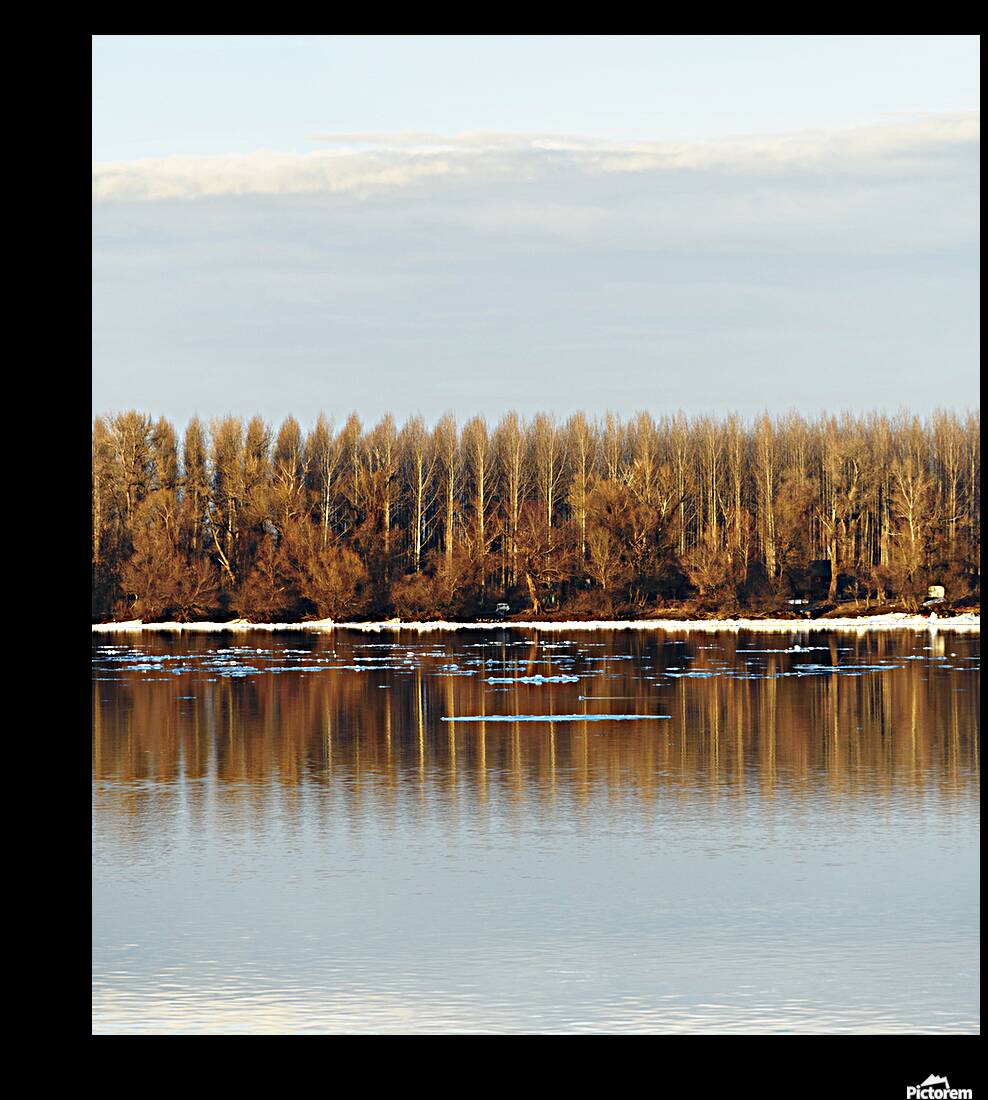 Trees reflected in water Reproduction