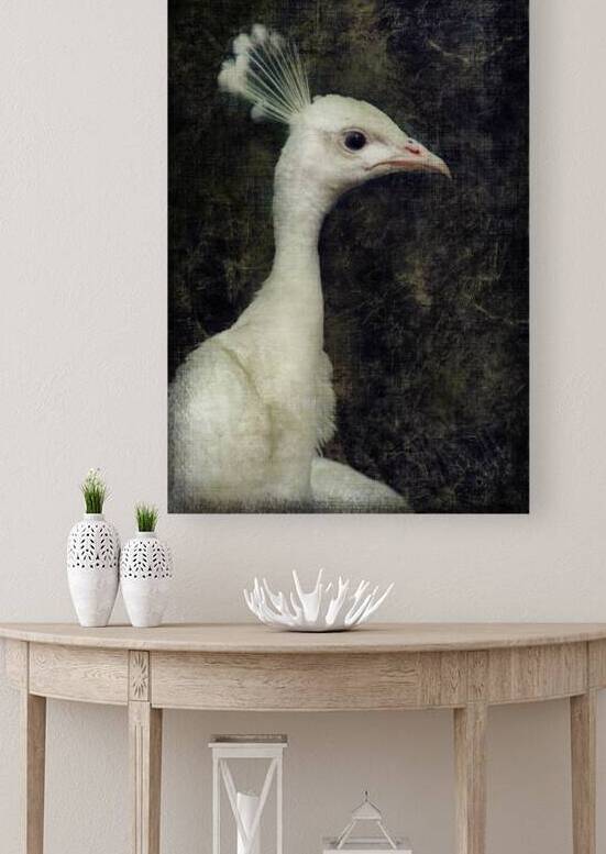 White peacock Reproduction