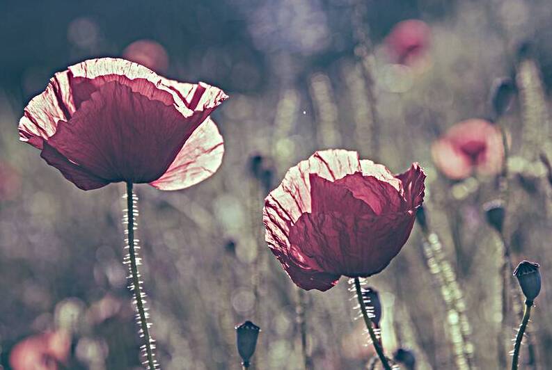 Closeup of poppies in field. by Jelena Jovanovic Fine Art