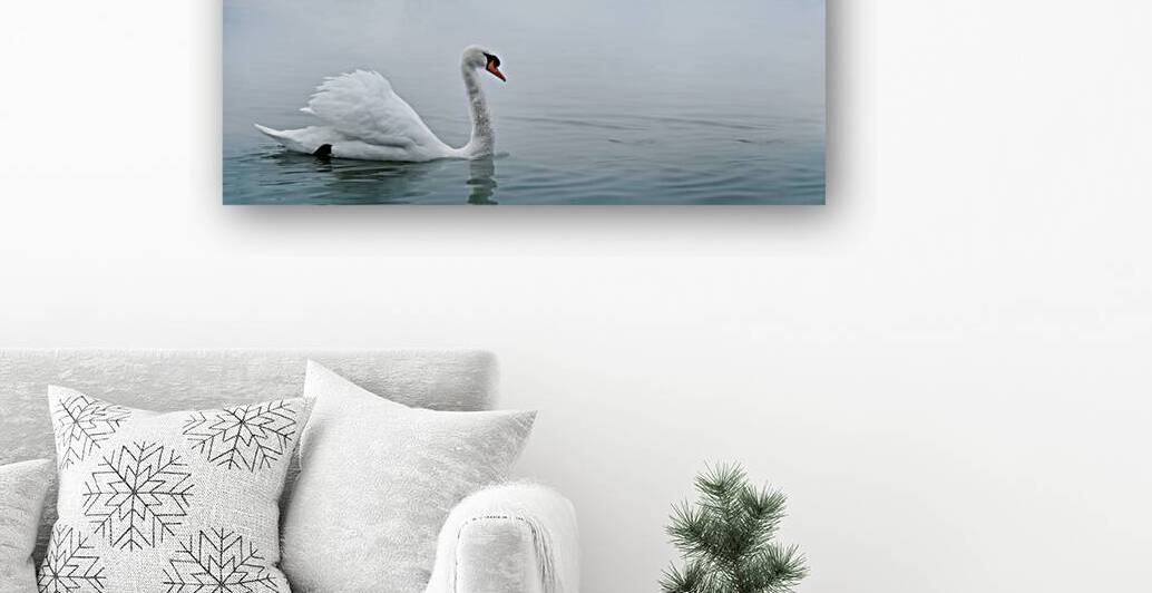 Beautiful white swan swimming in water.  by Jelena Jovanovic Fine Art