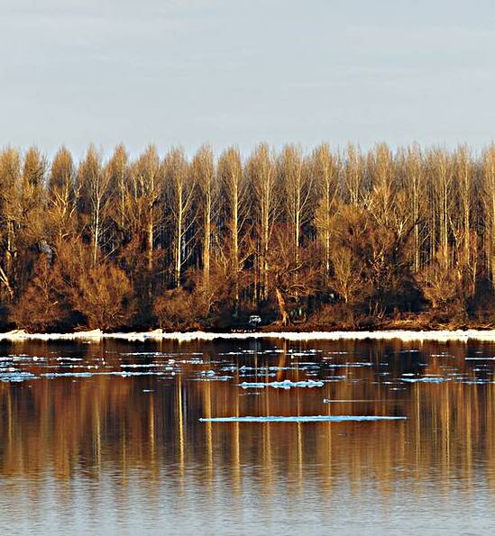 Trees reflected in water Reproduction