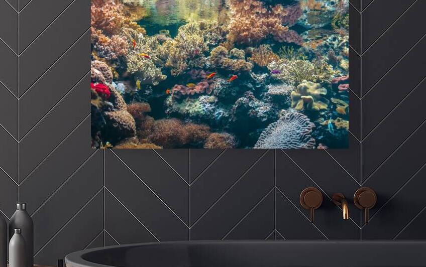 Colorful sea anemone corals algae and colorful fishes under the sea water surface. by Jelena Jovanovic Fine Art