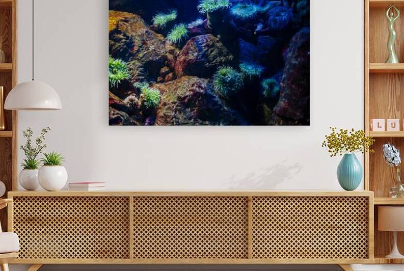 Aquascape with sea anemone in the Atlantic ocean. by Jelena Jovanovic Fine Art