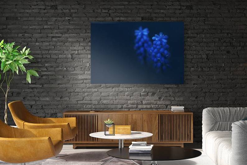 Minimalist dark closeup of blue muscari flower in garden. Grape hyacinth botany wall art by Jelena Jovanovic Fine Art