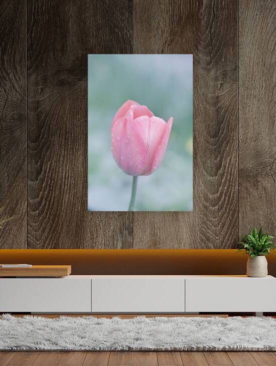 Pastel closeup of pink tulip flower with dewdrops on light nature background. by Jelena Jovanovic Fine Art