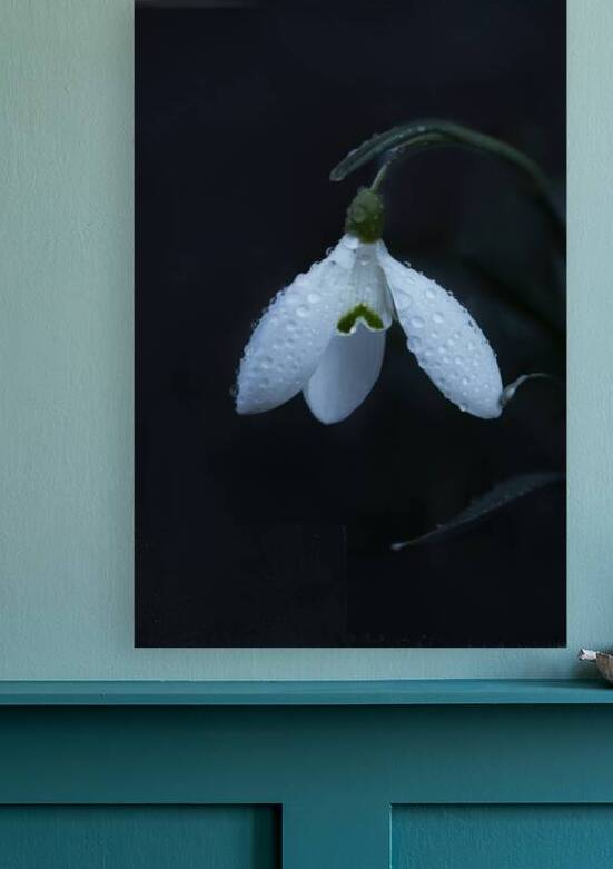Closeup of snowdrop flower on dark background. by Jelena Jovanovic Fine Art