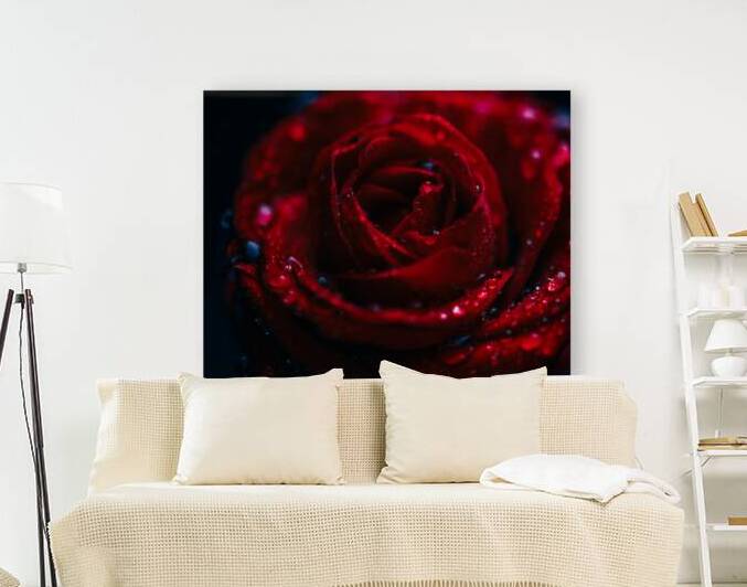 Closeup of red valentine rose with dewdrops wallpaper. by Jelena Jovanovic Fine Art