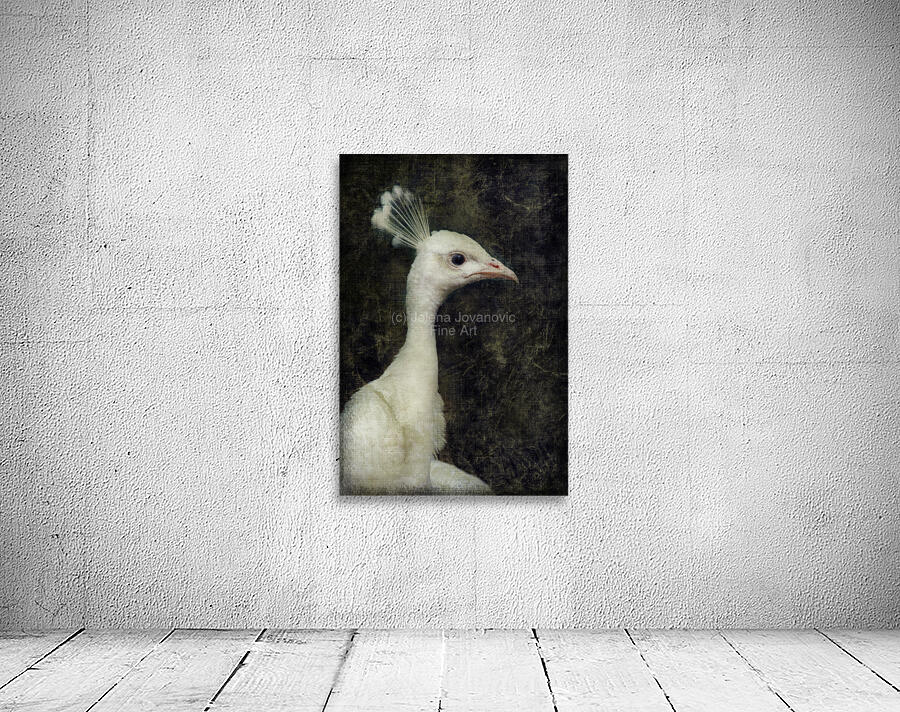 White peacock Wall Preview