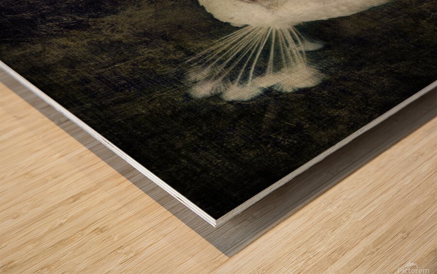 White peacock Wood print