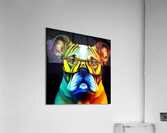 Cachorro com oculos Acrylic Print