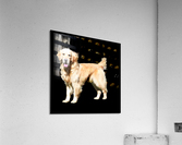 Cachorro Acrylic Print
