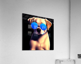 Cachorro com oculos azul2 Acrylic Print