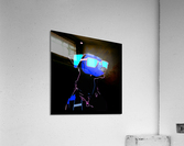 Cachorro com oculos azul Acrylic Print