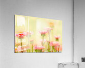 Echinacea Acrylic Print