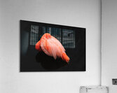 Flamant rose Acrylic Print