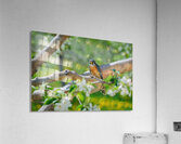 Crecerelle Acrylic Print