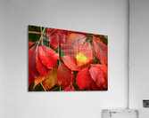 Automne rouge Acrylic Print