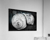 Coquillages Acrylic Print