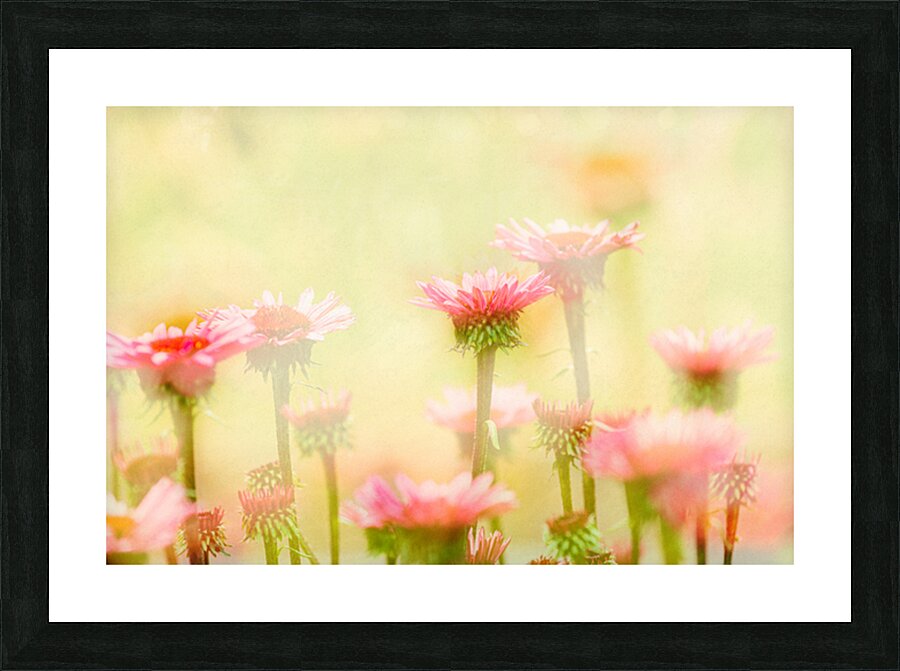 Echinacea Picture Frame print
