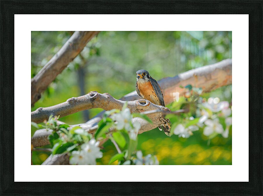 Crecerelle Picture Frame print