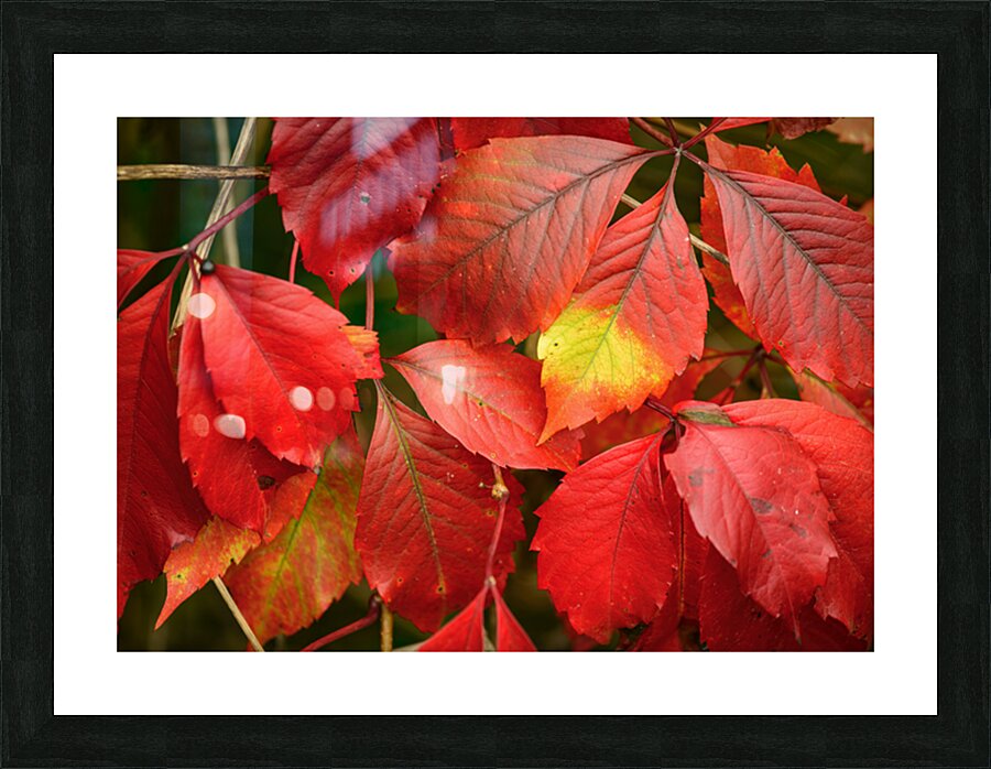 Automne rouge Picture Frame print