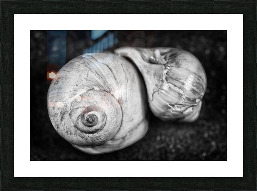 Coquillages Picture Frame print