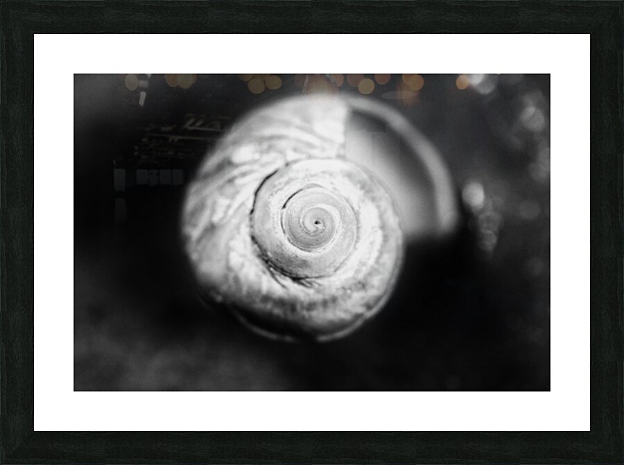 Coquille 1 Picture Frame print