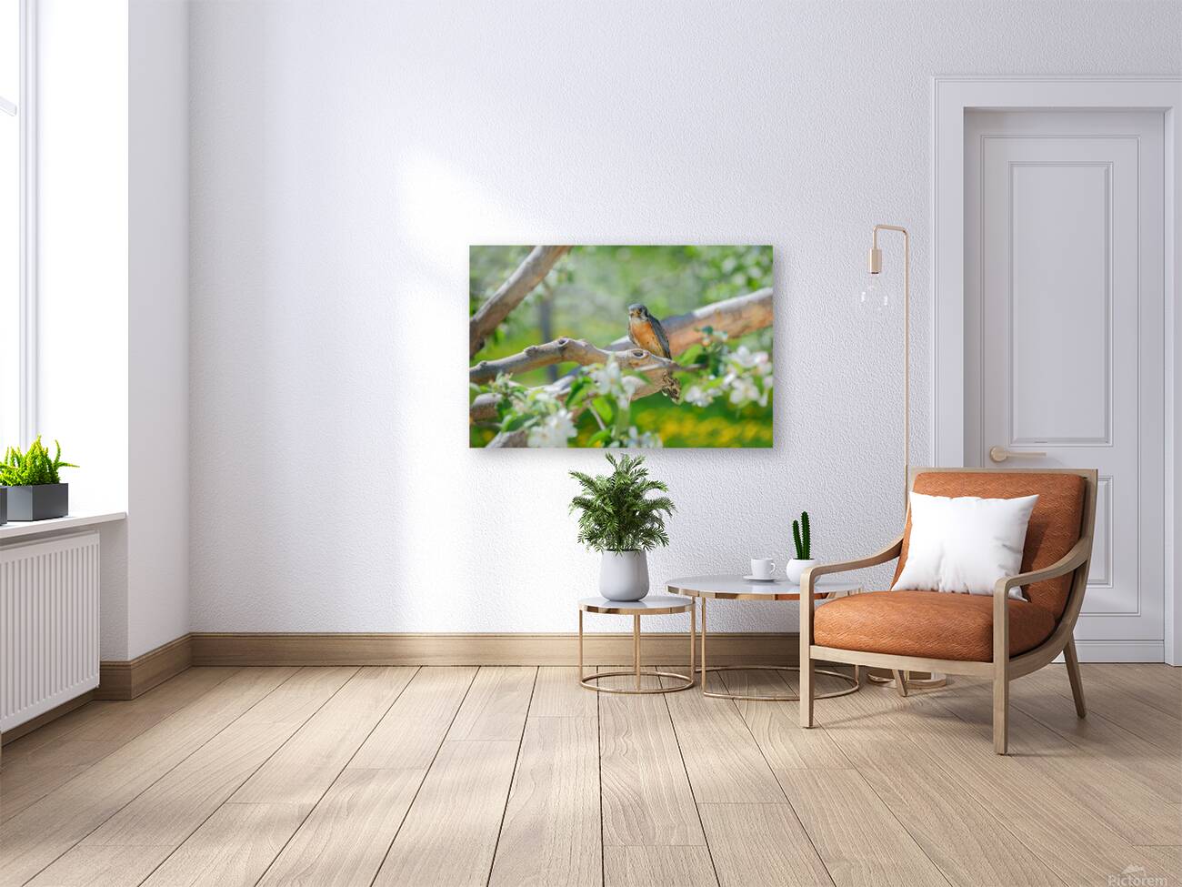 Crecerelle Reproduction