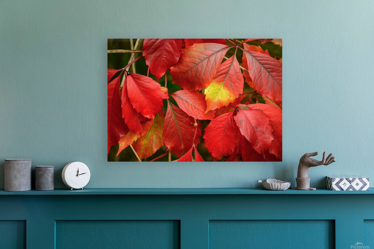 Automne rouge Reproduction