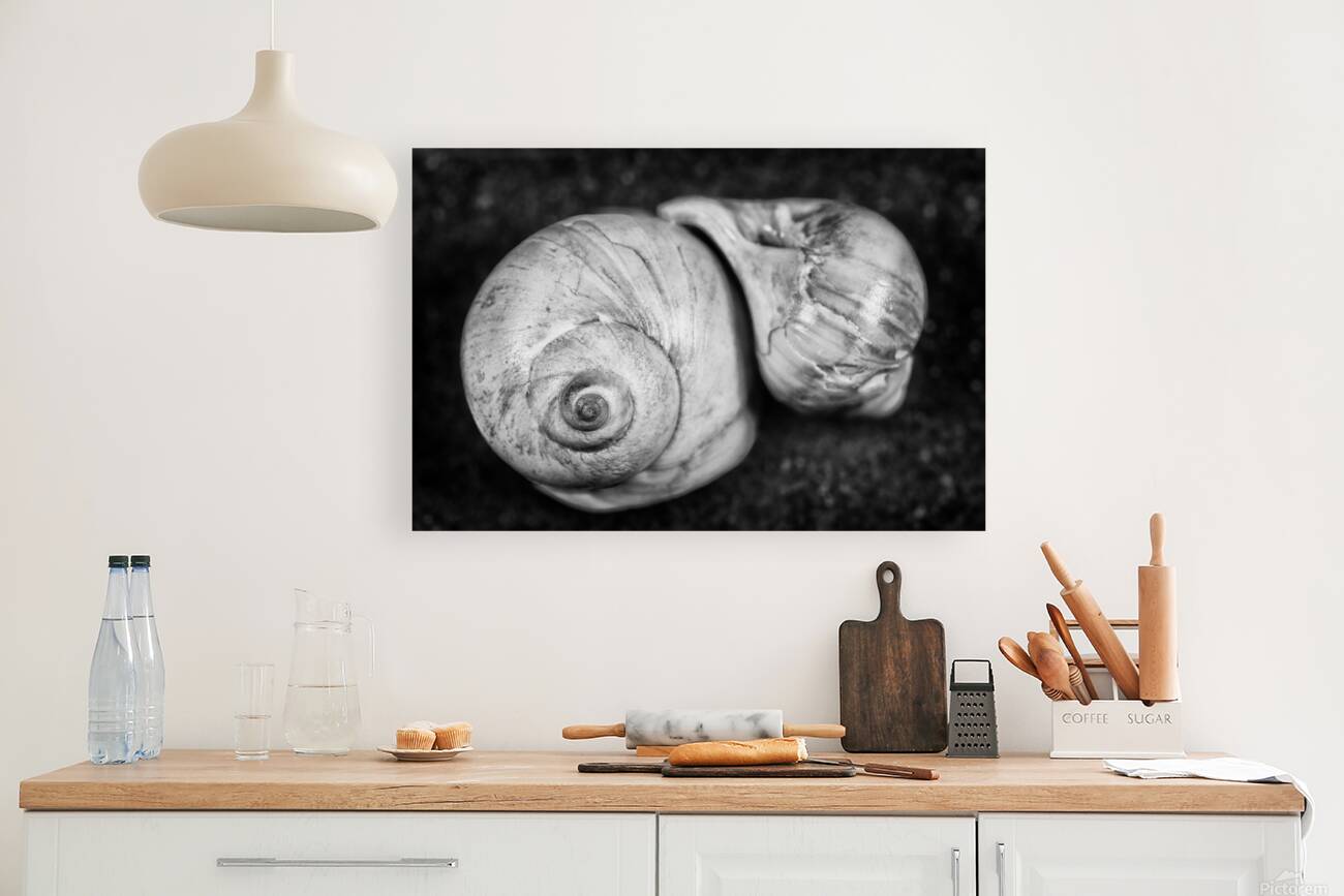Coquillages Reproduction