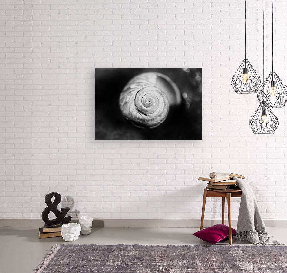 Coquille 1 Reproduction